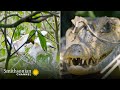 Caiman and Egret Chicks Survival Challenges