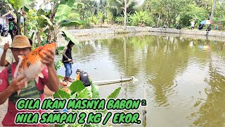 Empang seperti ini yang banyak di cari !! harga murah ikan'nya babon babon