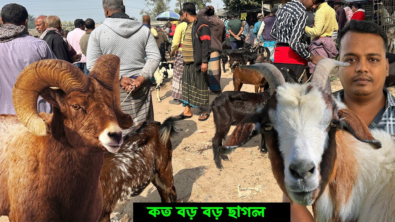 কত বড় বড় ছাগল আজকের ছাগলের হাটে | ঝিকরগাছা ছাগলের হাট