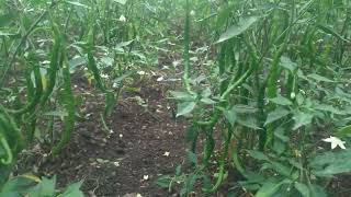 Sirarakhong Hatheichilli Farm , Manipur.