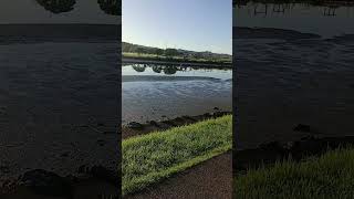 Whangarei. Hatea River. Parkrun warmup #parkrun #whangarei #hatea