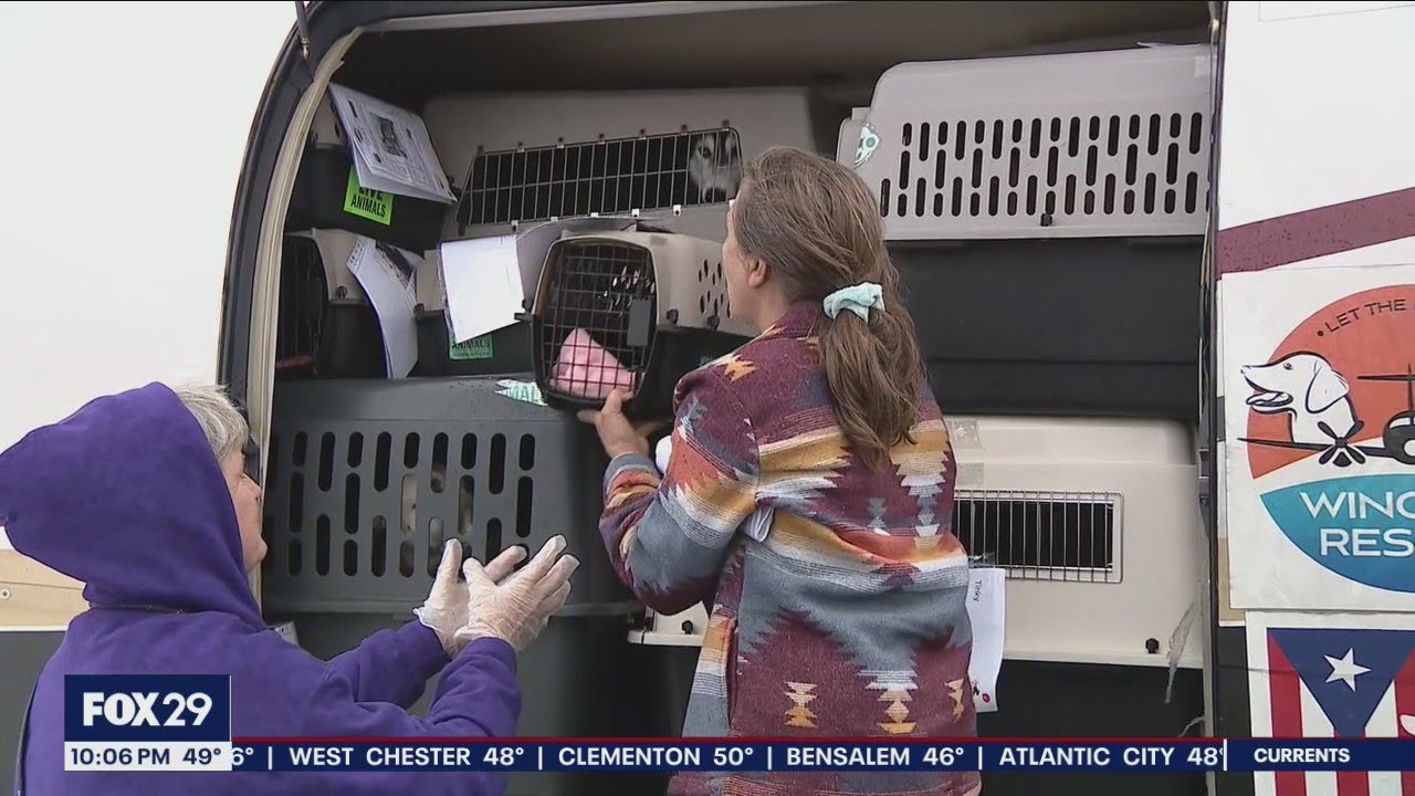 Dozens of shelter animals rescued from Hurricane Ian arrive in Delaware ...