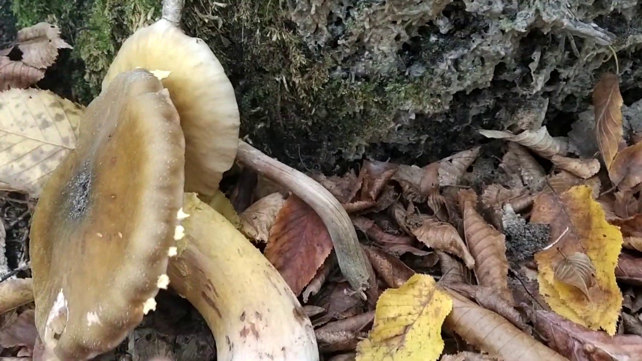 Супер! Опенок- гигант! Очень впечатляет!