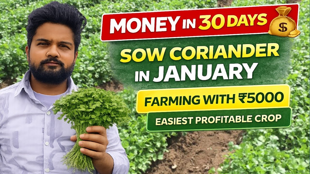 Coriander Farming in January 2026| Harvesting in 30 days | Low cost – high profit| Coriander Farming