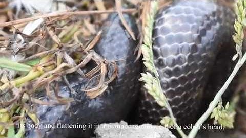 Red tailed Pipe Snake