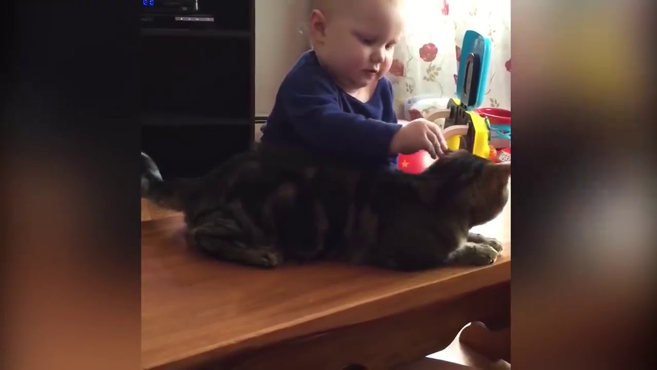 Funny Cats & Babies Playing Together قطط و الاطفال YouTube