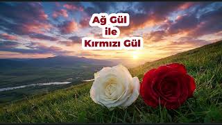 Ağ Gül Ile Kırmızı Gül