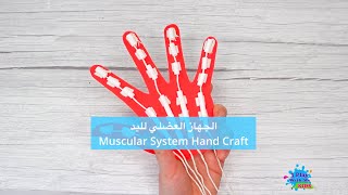 الجهاز العضلي لليد - Muscular system hand craft