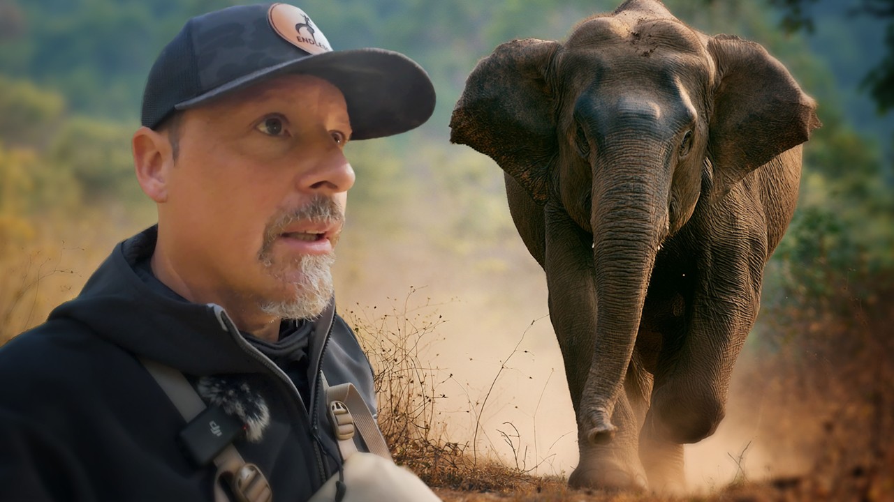 Charged by an Angry Elephant