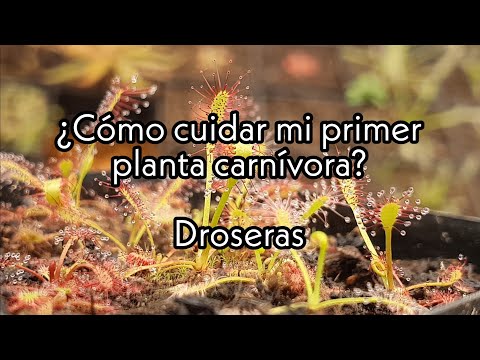 Video: ¿Qué pueden comer las droseras?