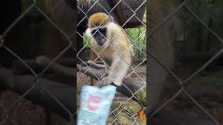 Granola for the monkeyssss! #Zoo #Monkey