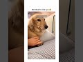 dogs being hilarious #cutegolden #funny #funnydogs #pets #funnypets #funnyanimals #cute #petvideos