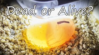 Dead or Alive Detailed Turtle Egg Candling and inspection of eggs. How to tell Fertile vs Infertile