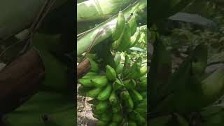 Download Lagu Pak Run #paben #pisang #raja #short MP3