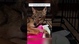 A Trapped Wolf Is Rescued By A Man And Then