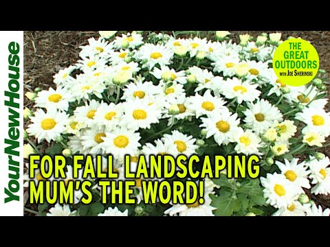 Vídeo: Are Easter Lilies Outdoor Plants - Aprenda sobre os cuidados com os lírios de Páscoa ao ar livre