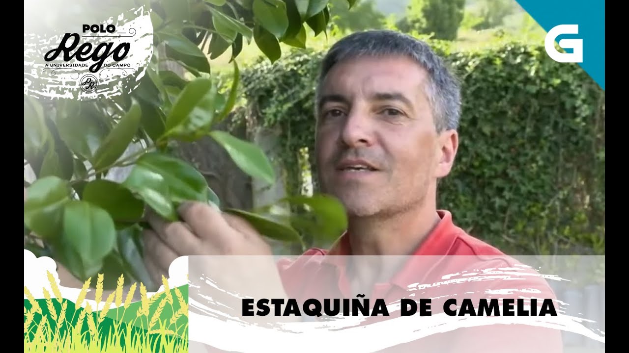 Como facer un estaquillado de camelia