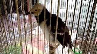 Jalak Hongkong Gacor Super Cerewet | Jalak Hongkong Yang Pintar Part 2