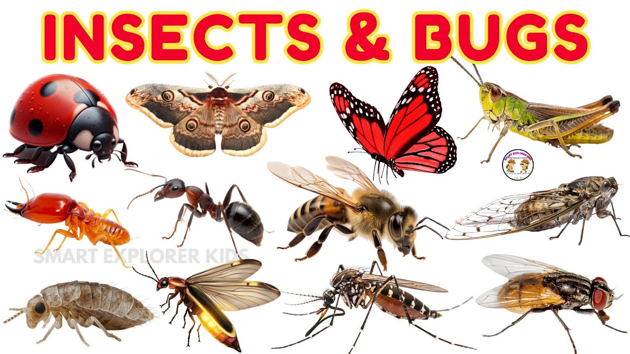 30 названий насекомых и букашек на английском языке для детей 🐞 | STEM для раннего обучения | Инт...