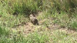 Gophers fighting
Gophers fighting and being super cute Gophers fighting