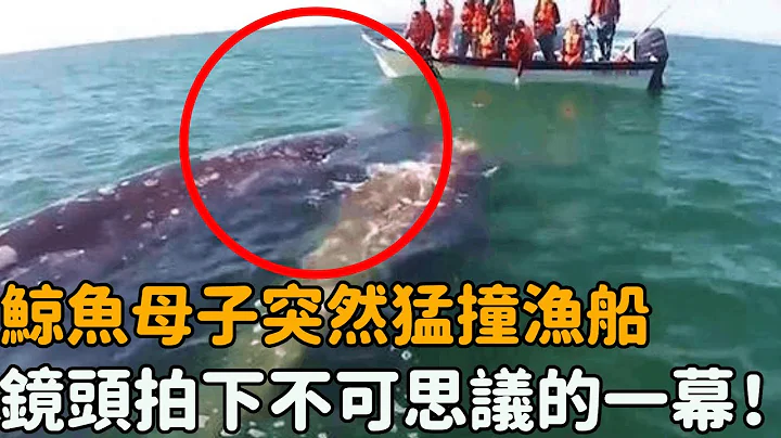 鯨魚母子海中突然猛撞漁船！漁民不解上前查看，眼前的一幕卻震驚全場..#鯨魚 #母愛 #救助 #救援 #自然觀察日記 - 天天要聞