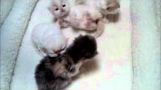 Ziakatz Exotic Kittens 4 babies born sept 5 2011