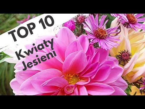 Wideo: Top 10 kwitnących okryw gruntowych