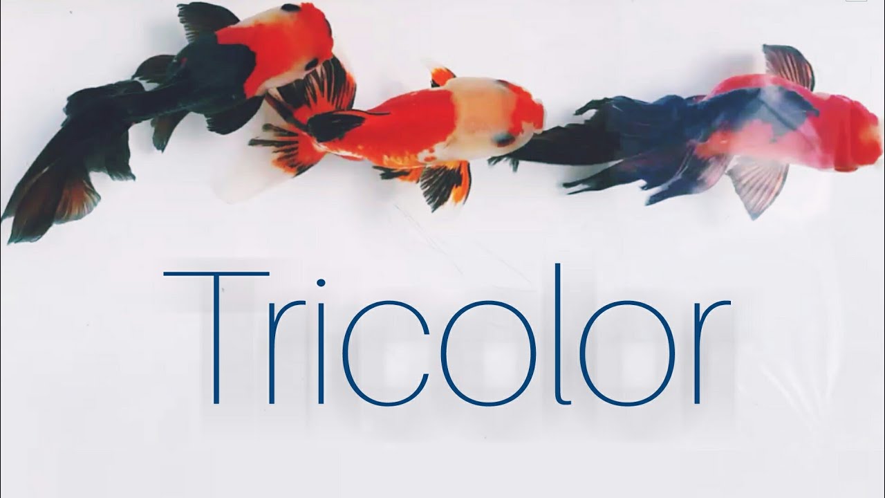 Ikan koki oranda tri color - YouTube