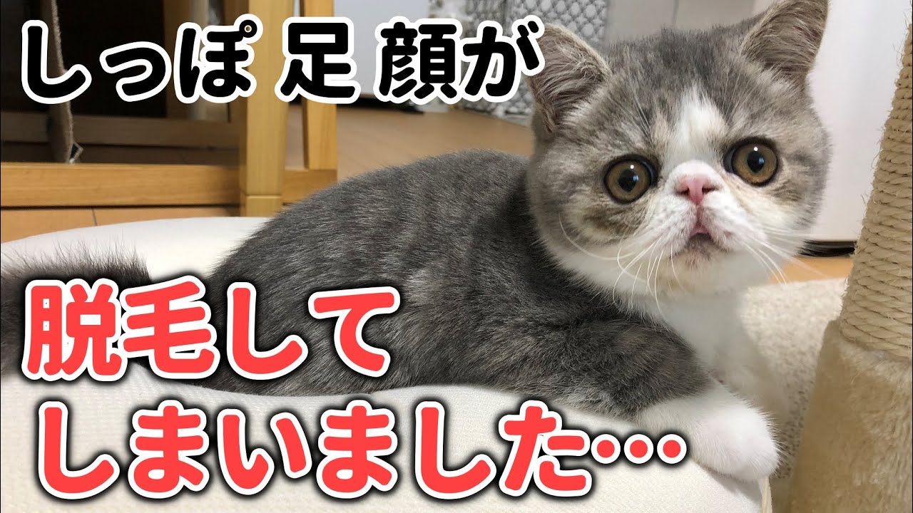 子猫が真菌症 猫カビ にかかってしまいました エキゾチックショートヘア Youtube 子猫が真菌症 猫カビ にかかってしまいました エキゾチックショートヘア Youtube