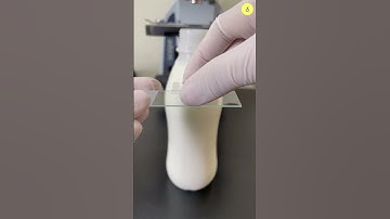 Pasteurized Milk Under The Microscope | TULO - Microscope #shorts #milk #bacteria