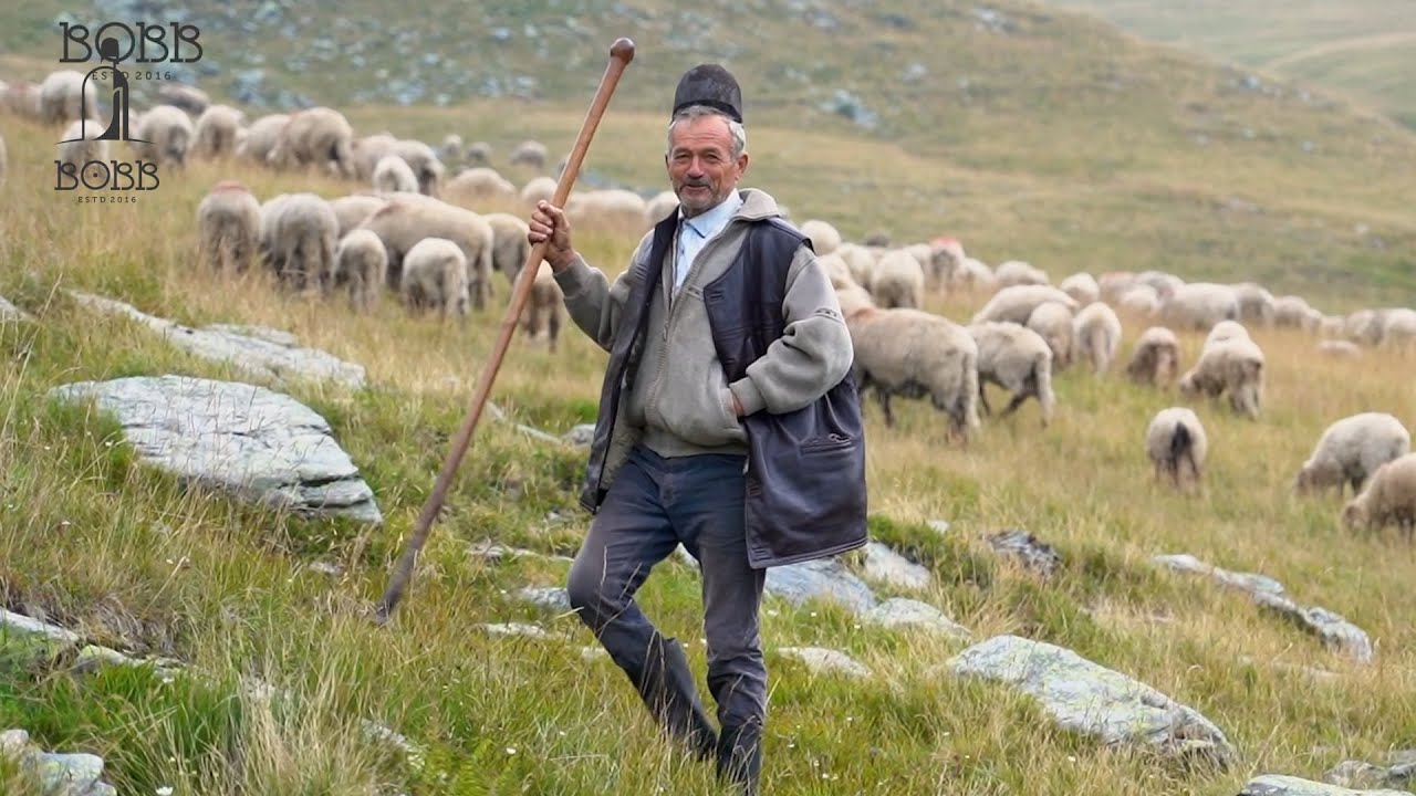 Coborâtul oilor din munții Retezat | Ciobanii erau cei mai APRECIAȚI | Câine care a pus GURA pe LUP