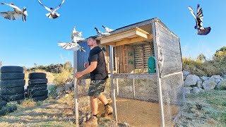 Flying My High Flyer Pigeons