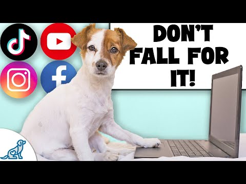 Video: 21 gånger Internet var helt Spot On om att äga en hund