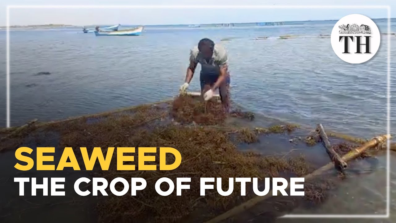 Why is the demand for seaweed growing?