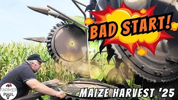 Maïsoogst 
