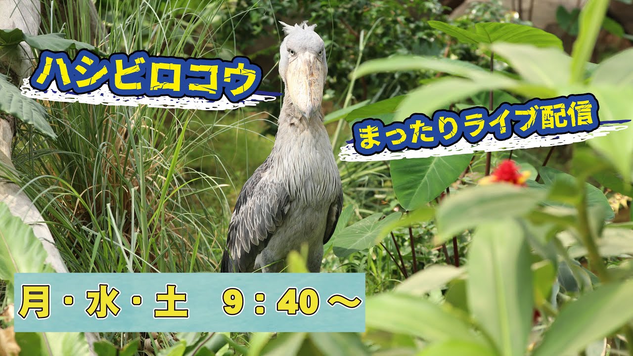 10/26(土)ハシビロコウまったり配信⑩ - YouTube