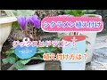 【シクラメンの植え付け】青い花のドラゴンと下向きの花弁のジックス!