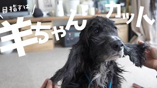 嫌がるイングリッシュコッカーをなだめてセルフカットしました