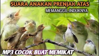 suara Pikat burung anakan prenjak kepala merah MP3 pedas langsung nyaut