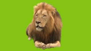 Lion Roaring Green Screen Effect