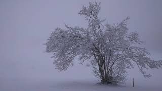 Stille Nacht, 1818, Set For 2 Recorders