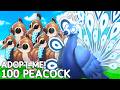 HATCHING 100 PEACOCKS In Adopt Me Update!