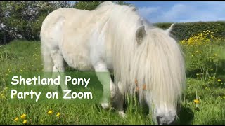 Shetland Pony Party on Zoom - TV Episode 284