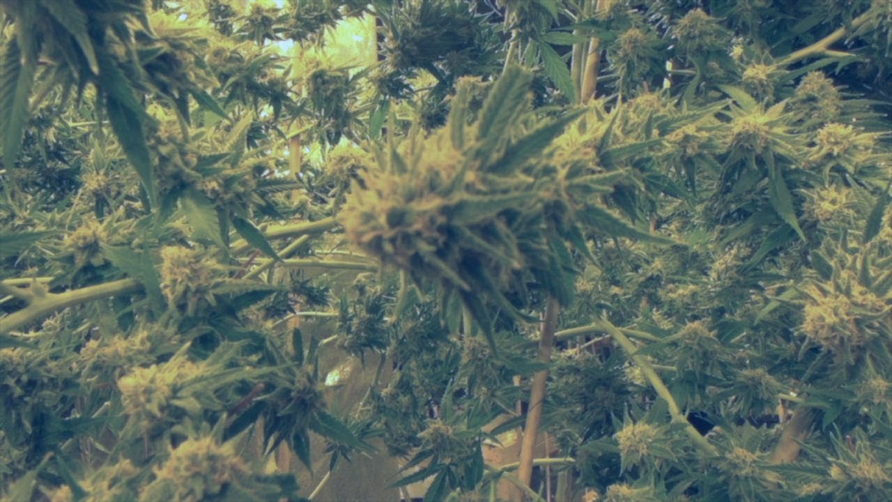 Legal recreational marijuana faces a long road in florida youtube