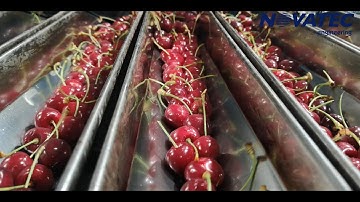 Novatec S.A. - Weighing & Packing Line for Cherries