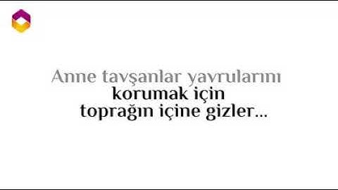 تلاوة عطرة من سورة " تبارك " مع الترجمة باللغة التركية