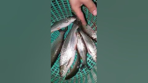 Câu cá rói trên sông