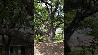 Planting Seeds #garden #griefjourney #plantingseeds #griefandloss