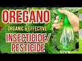 Easiest To Make Organic Insecticide | How To Make Oregano Spray | #EffectiveInsecticide/Pesticide