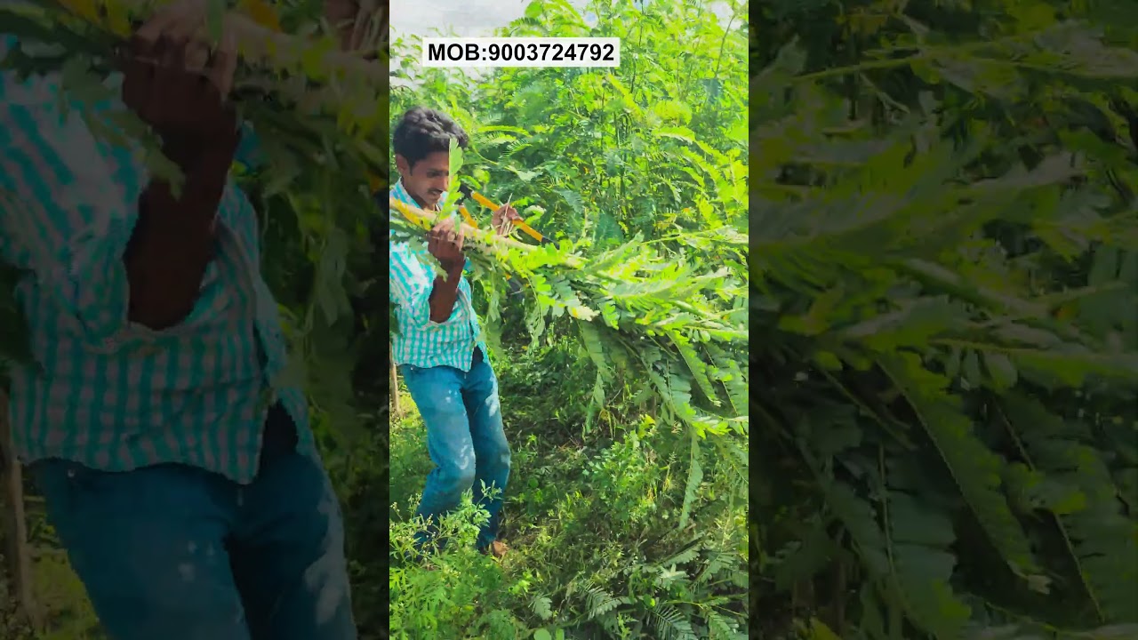 கால்நடைகளை இயற்கை முறையில் பாதுகாத்திடுங்கள் 